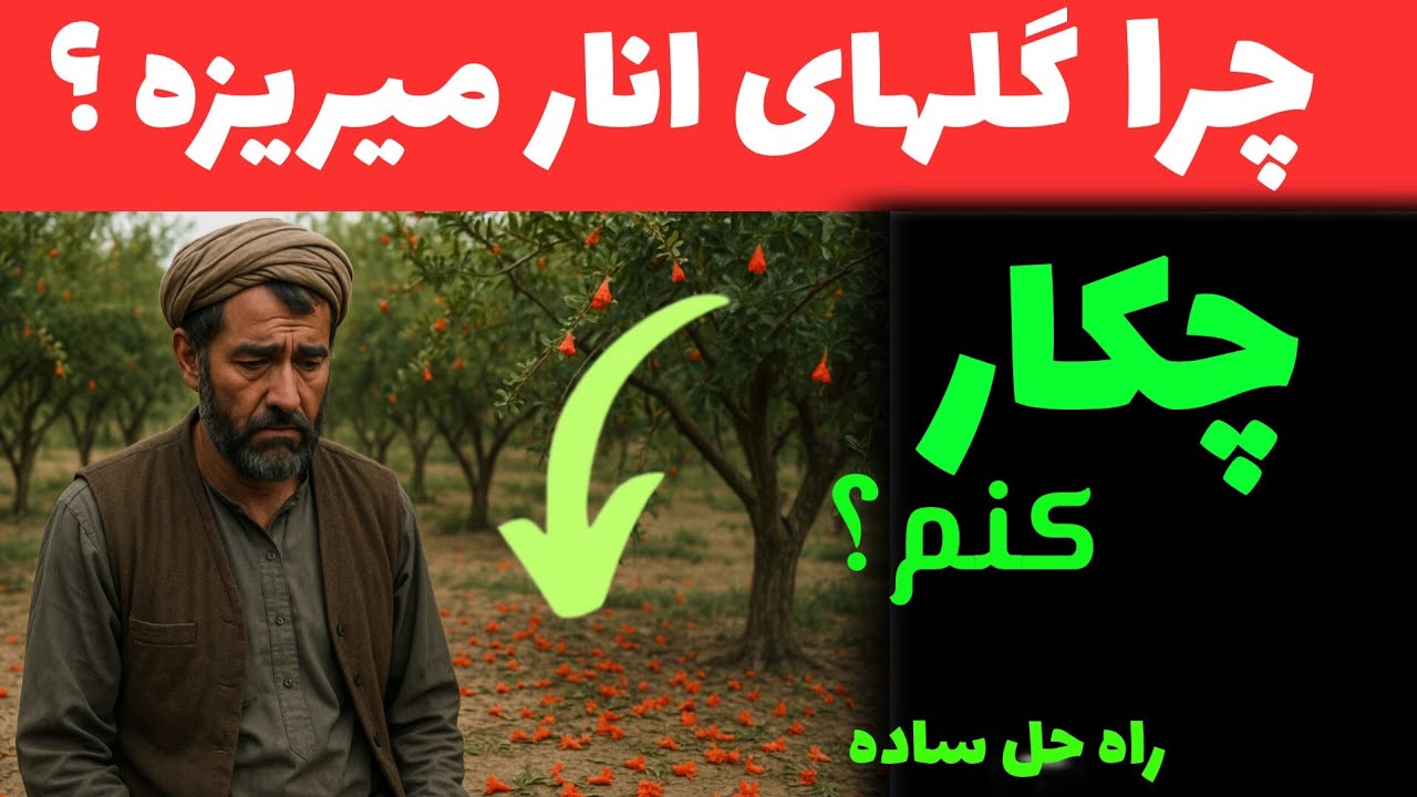 علت ریزش گل‌های انار چيست؟ /ده راه حل راحت و ساده/