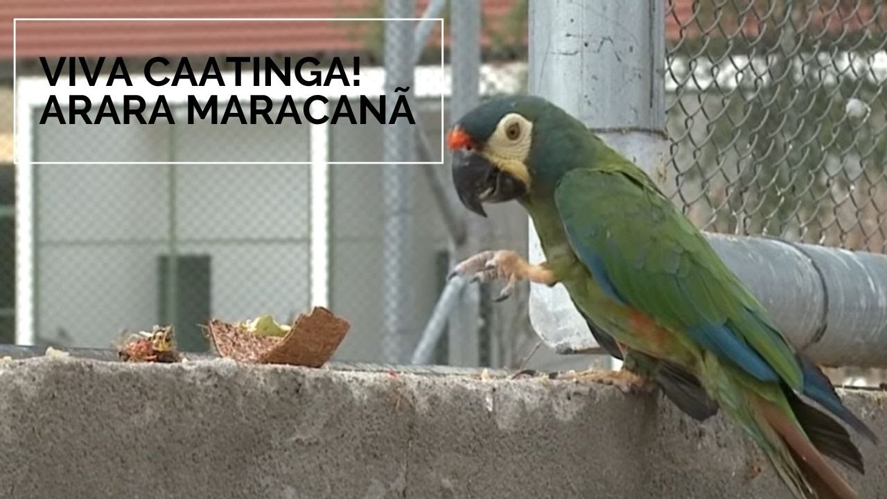 Viva Caatinga! Arara Maracan&atilde;