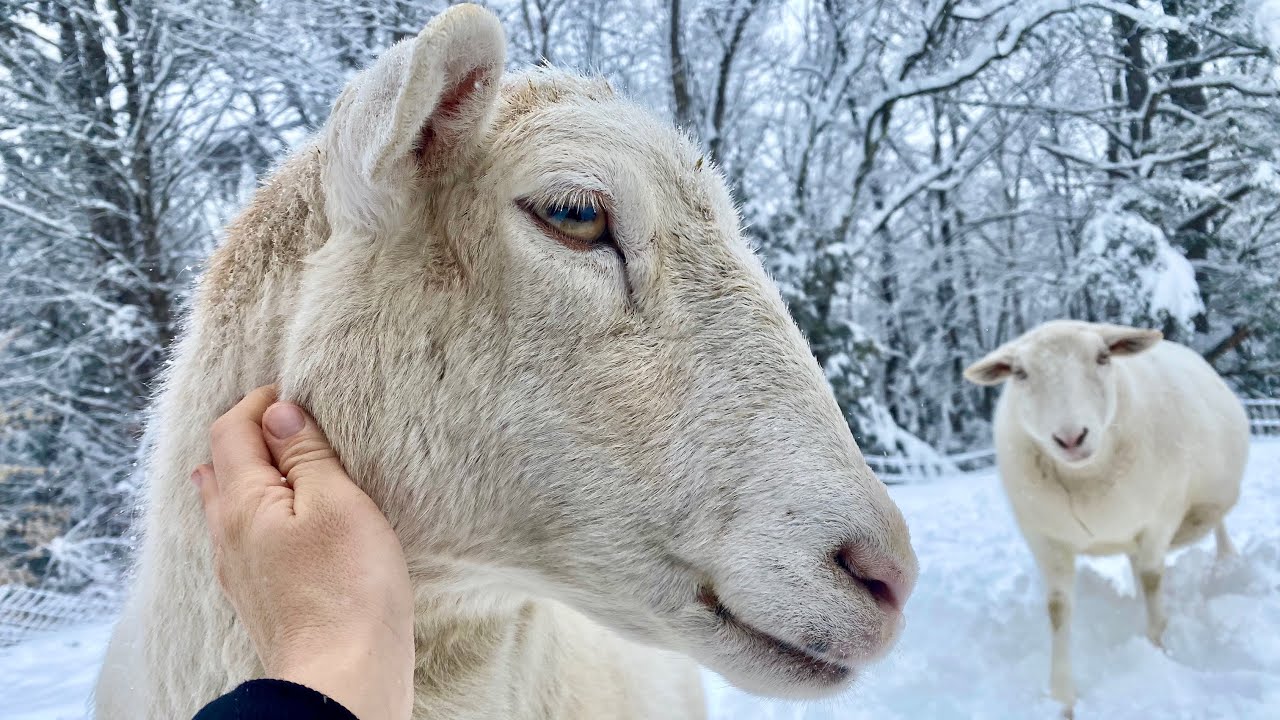 Our Katahdin Sheep (Small Scale Flock)