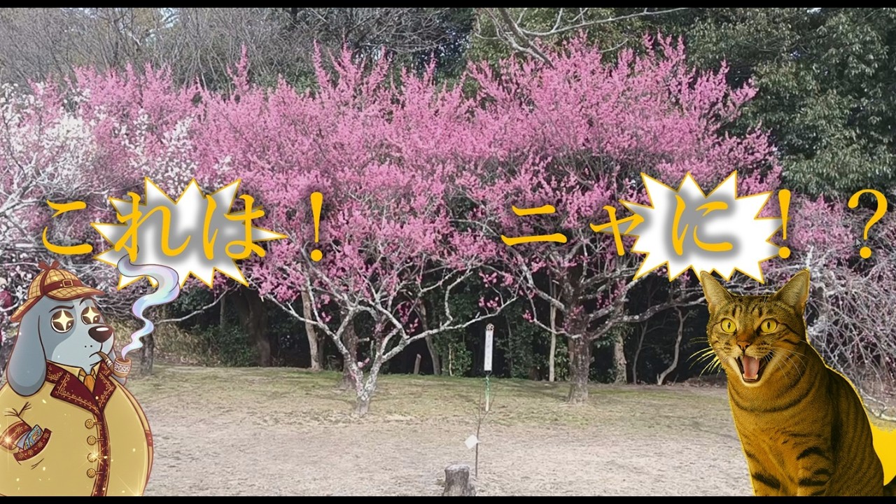 2026年日本の春が来ました！