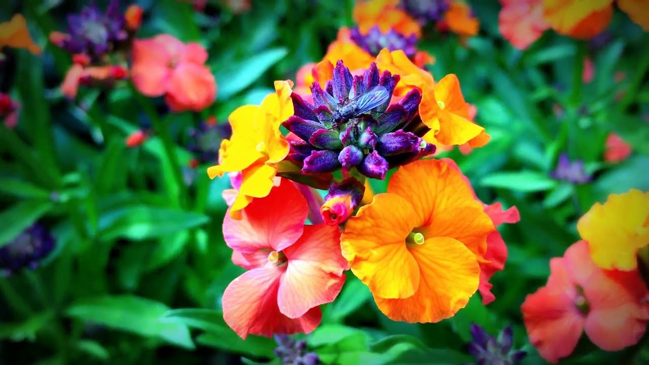 British Spring Blossoms - Spring Wallflowers #wallflowers #erysimum #cheiranthus #gardening