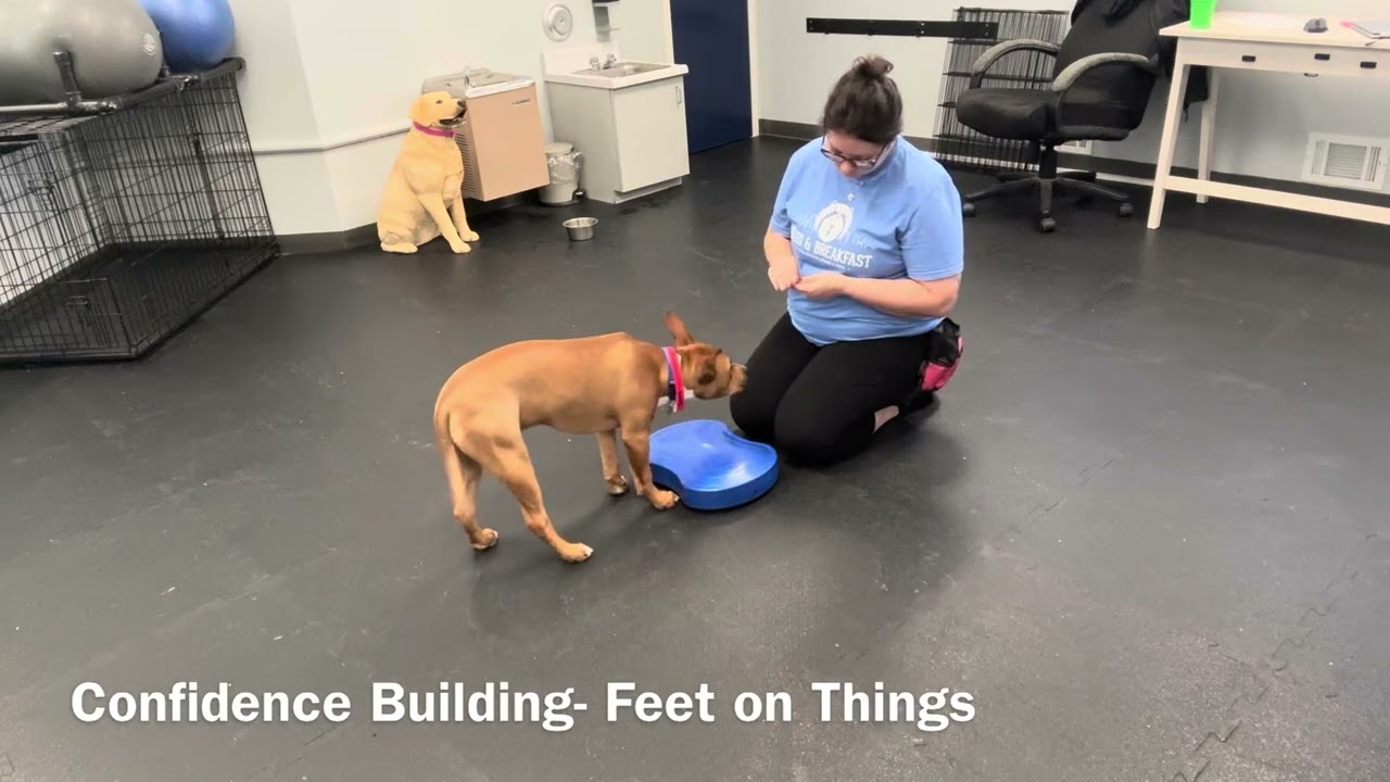 Bruno Day Training- Recall, Confidence Building, & Hand Targets
