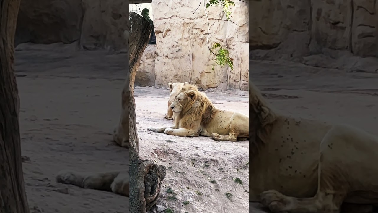 #zoo #lion #king #lahore #eid #hangout #exploremore #mufasa #lahorezoo