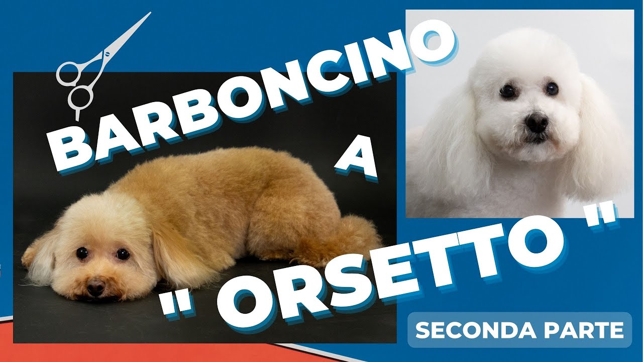 CORSO PRATICO DI TOELETTATURA - Toelettatura Corsi - Barboncino a orsetto - Parte 2a 