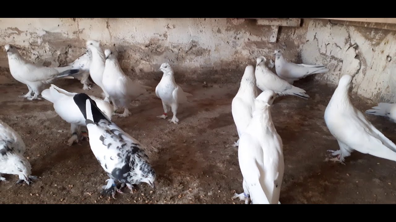 Orjinal van kuşları maşallah