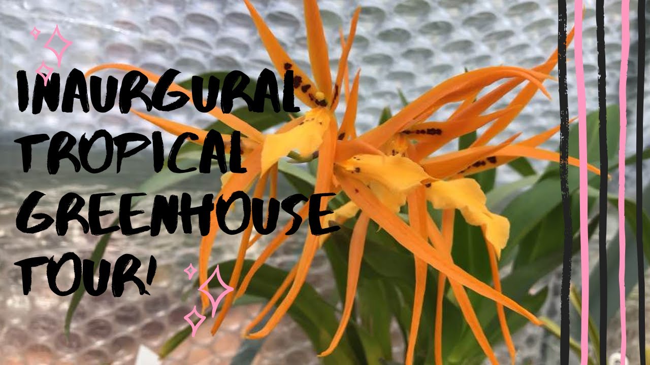 TROPICAL GREENHOUSE TOUR FOR AUTUMN!