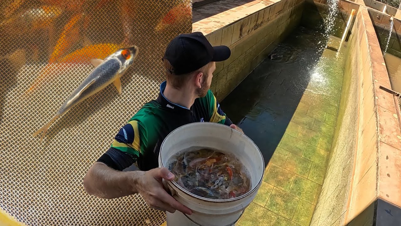 Quanto vale esse peixe? Carpa koi