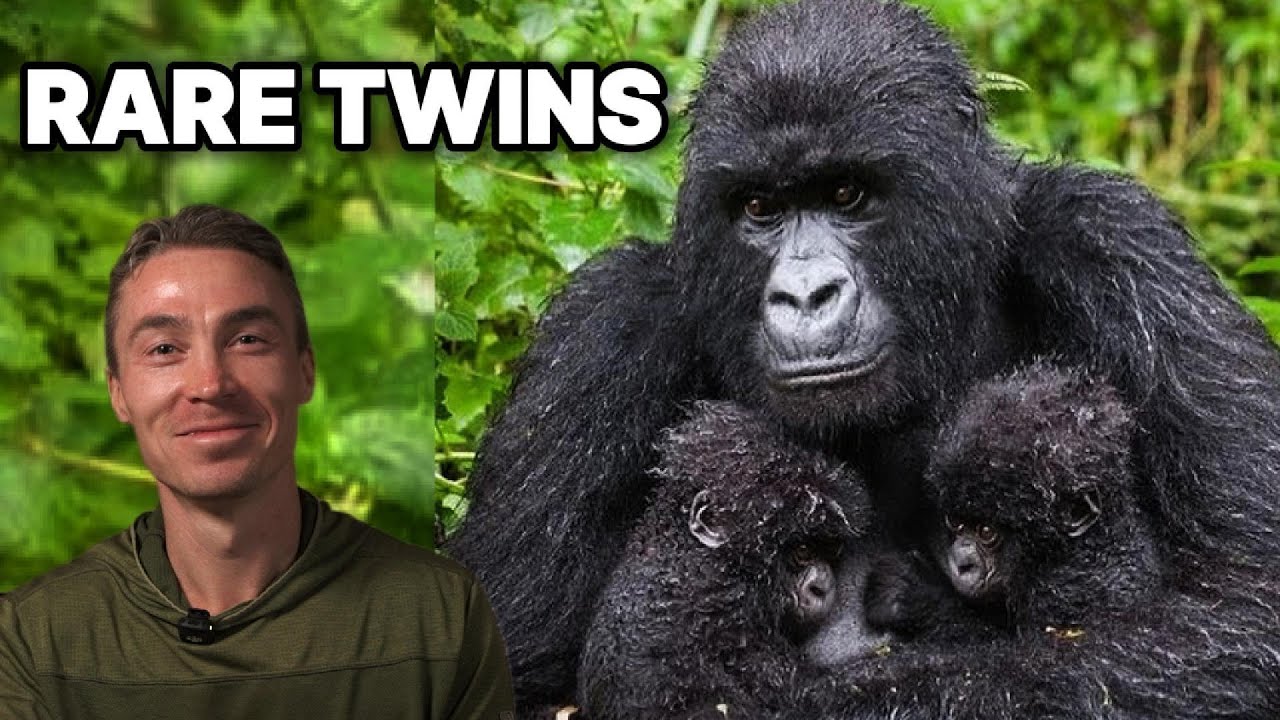 Rare Twin Mountain Gorillas Born in the Wild