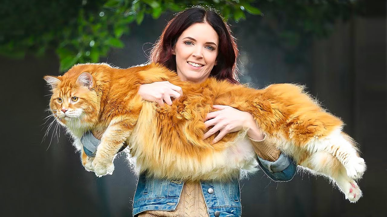 Top 5 Most Expensive Cats in The World | Cats 2023