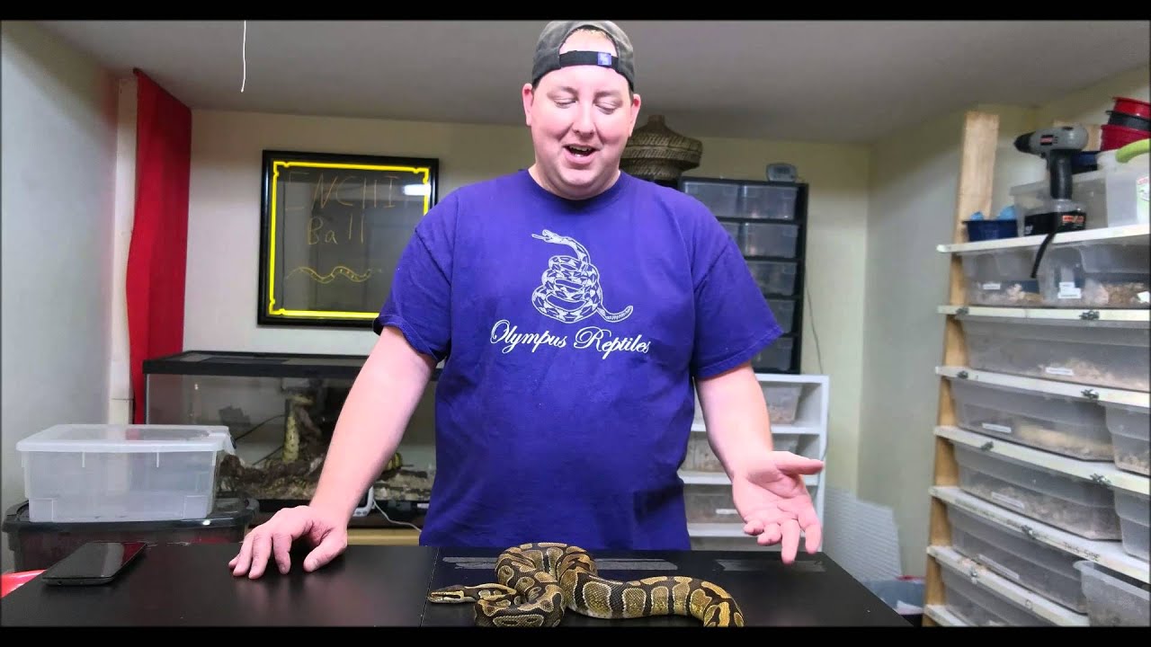 Olympus Reptiles Episode #20 Enchi Ball Python