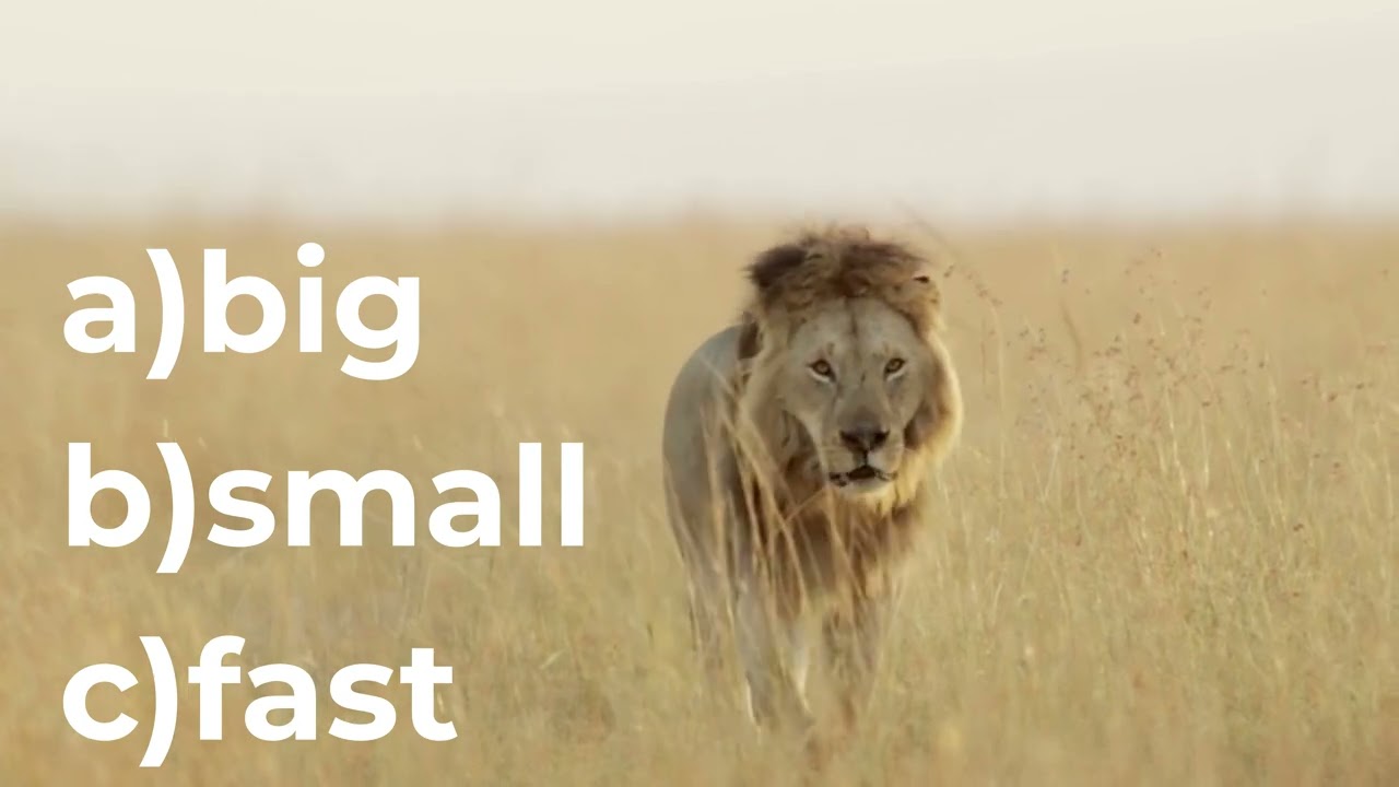 Wild Animals in English 🐯🦁 | Animales - Animais - Grammar (With Spanish & Portuguese Subtitles)