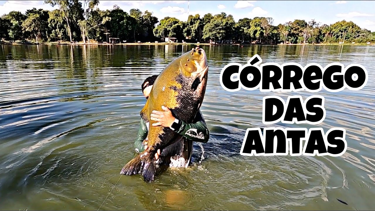 C&Oacute;RREGO DAS ANTAS, n&atilde;o se iluda, ele CASTIGA.