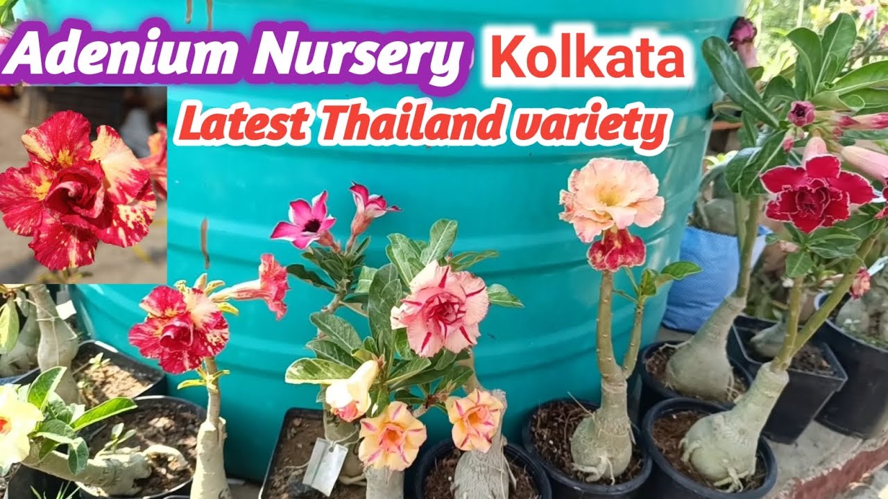 Adenium Hub plant special mother plant photo। Latest Thai variety plant।