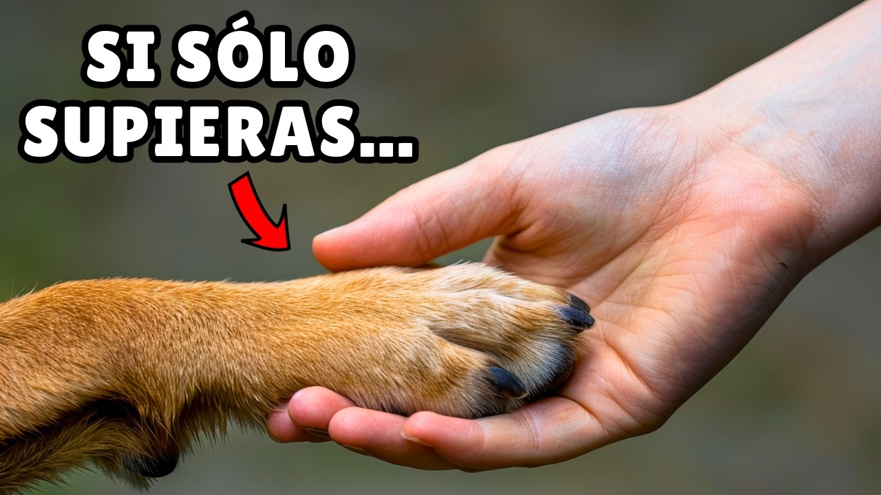 Las 30 cosas que tu perro NECESITA QUE SEPAS ⚡