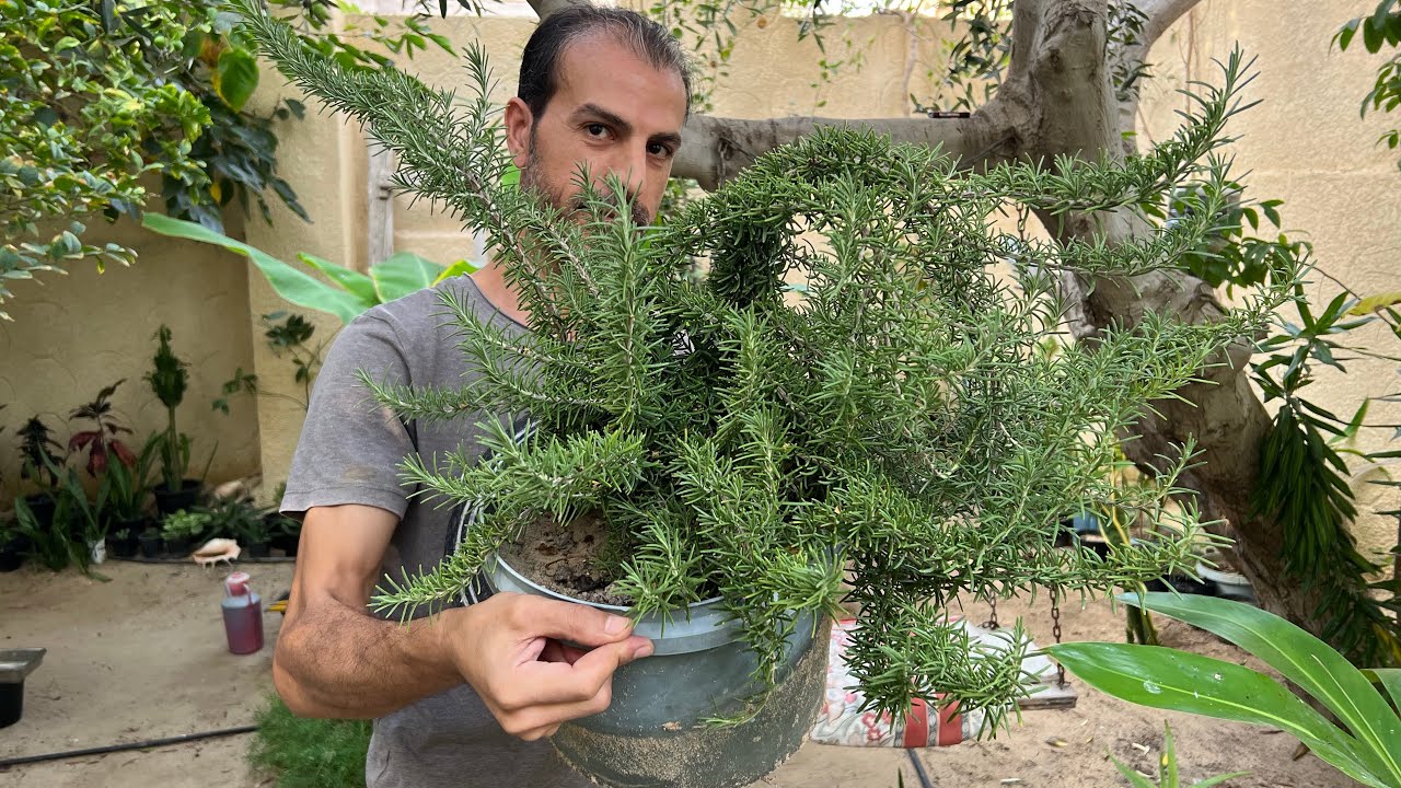 ازرع آلف شتلة روزماري مجانًا من فرع واحد فقط بهذه الطريقة 🌿زراعة إكليل الجبل في المنزل 🪴