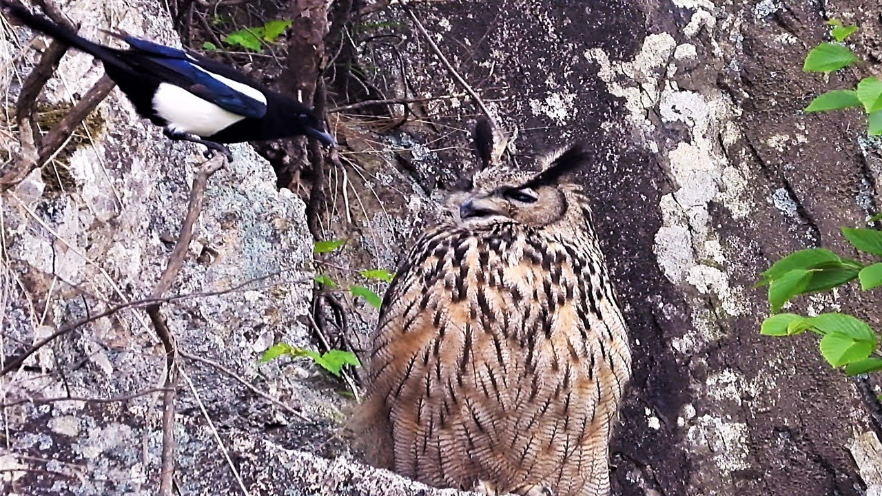 밤의제왕 스페셜#2 까치 참교육하는 수리부엉이!! King of the Night Eagle Owl