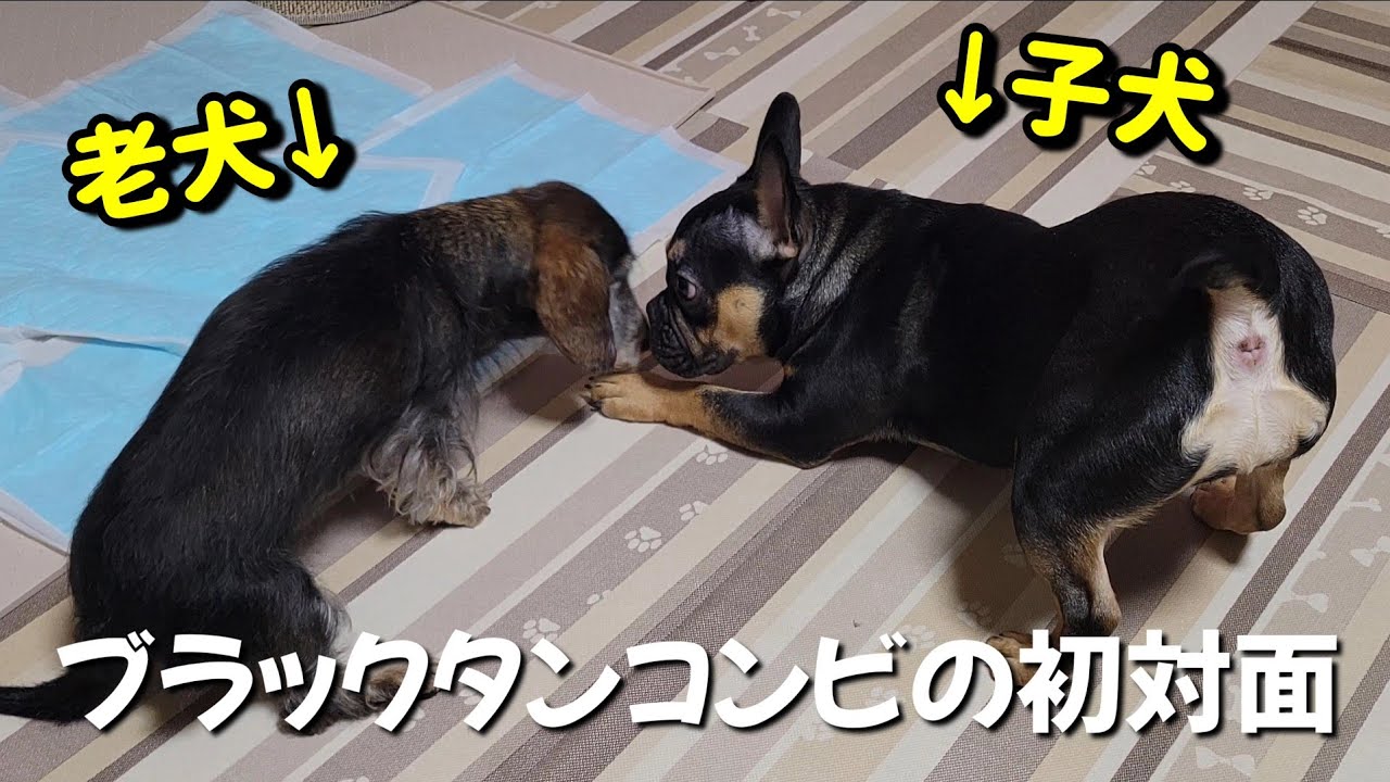 生後6ヶ月フレブル子犬と15歳老犬ダックスの初対面…まさかの行動に出た先輩犬！