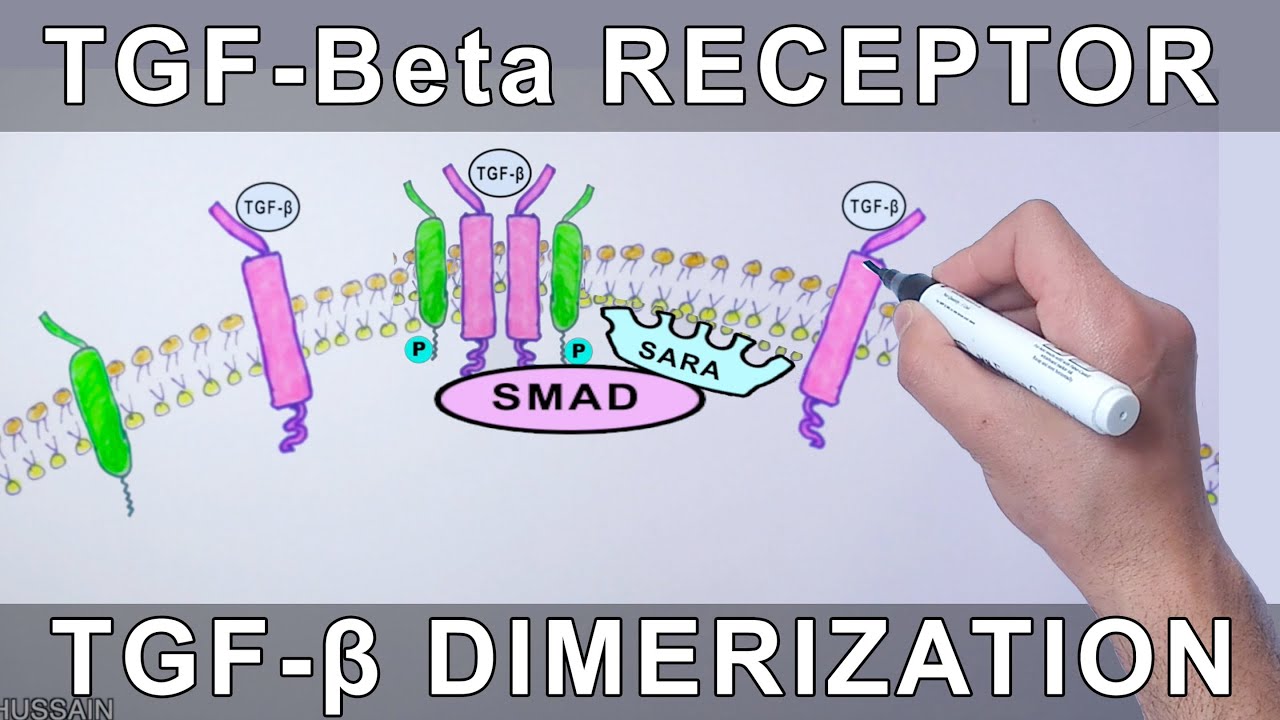 TGF-Beta Receptor | Structure and Dimerization