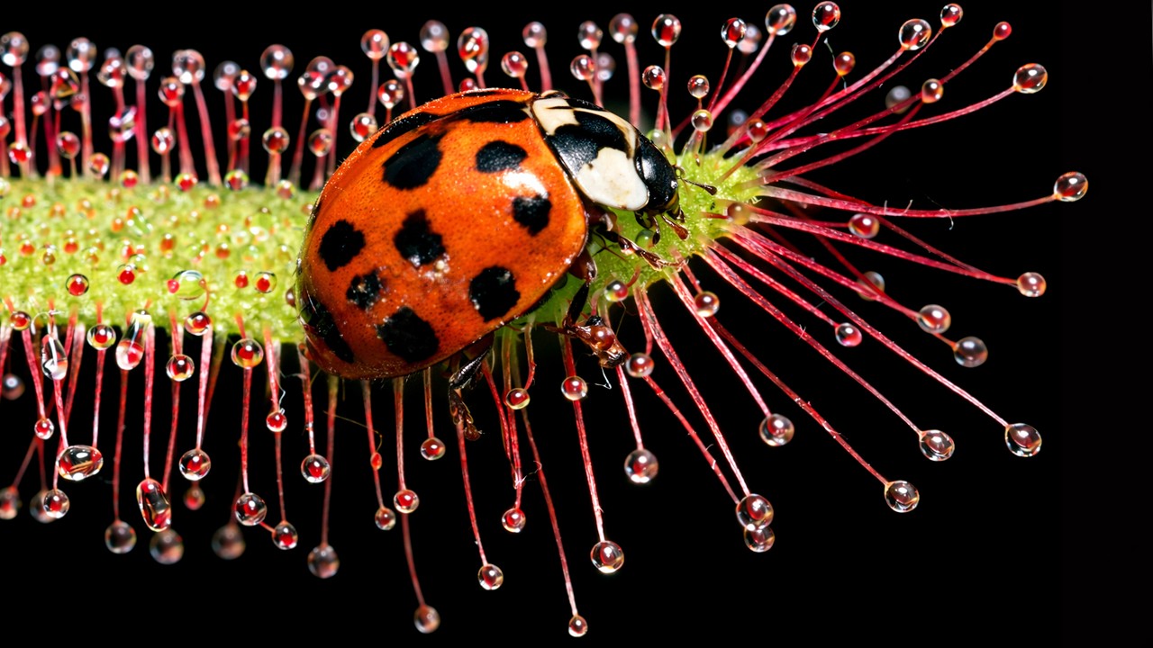 What Happens When a Ladybug Lands on a Sundew Trap? In Extreme Macro