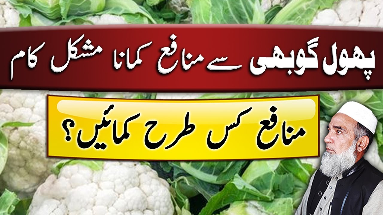How to earn profit from Cauliflower | Crop Reformer