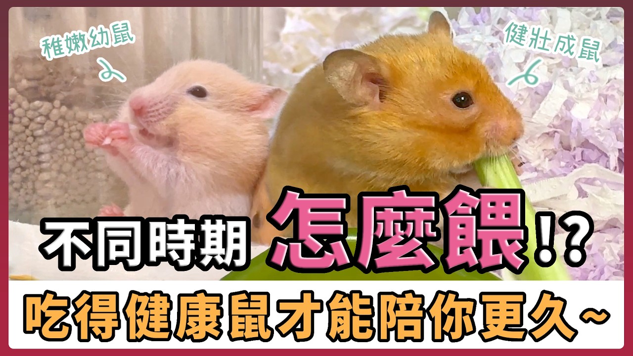 想讓倉鼠活得更久更健康？先搞懂不同時期怎麼餵！倉鼠的完整年齡餵食指南！【不踩雷養鼠攻略】