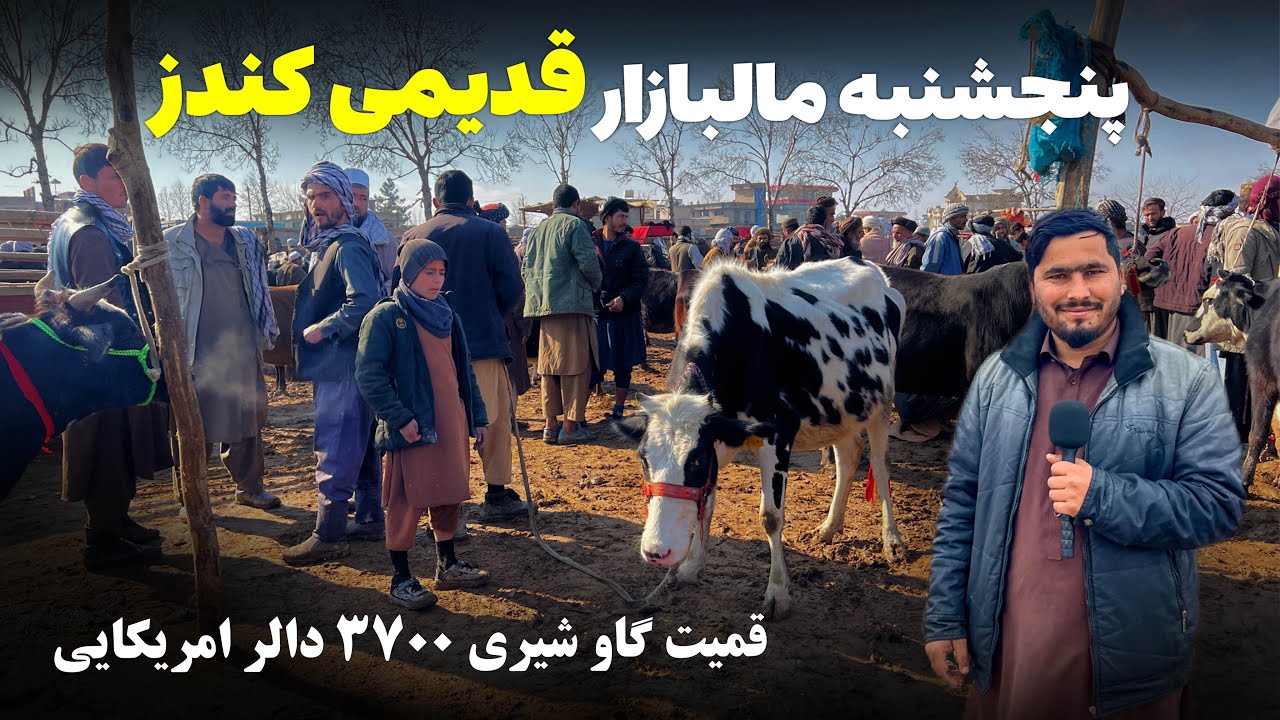 پنجشنبه مالبازار قدیمی کندز|نرخ نوای شتر،گاو شیری،گوسفند،بز و گوساله|@OmarKhanKhatab 