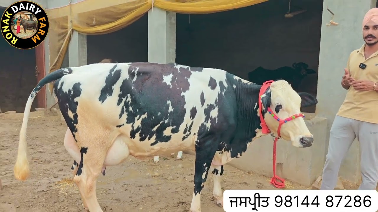 ਇੱਕ ਗਾਂ ਵਿਕਾਊ ! One cow for sale ||