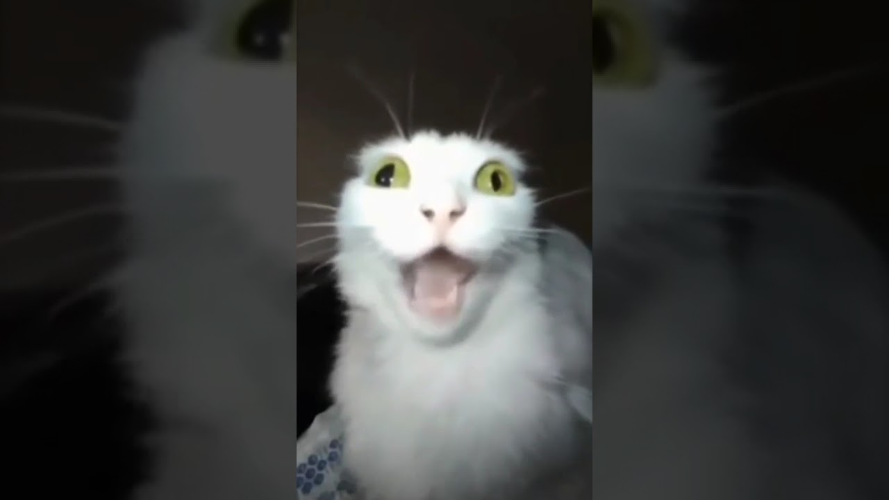 Super Idol cat (random meme). #memes