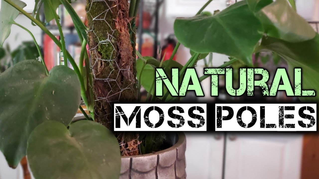 DIY Moss Pole Using Cheap & Free Items From Nature
