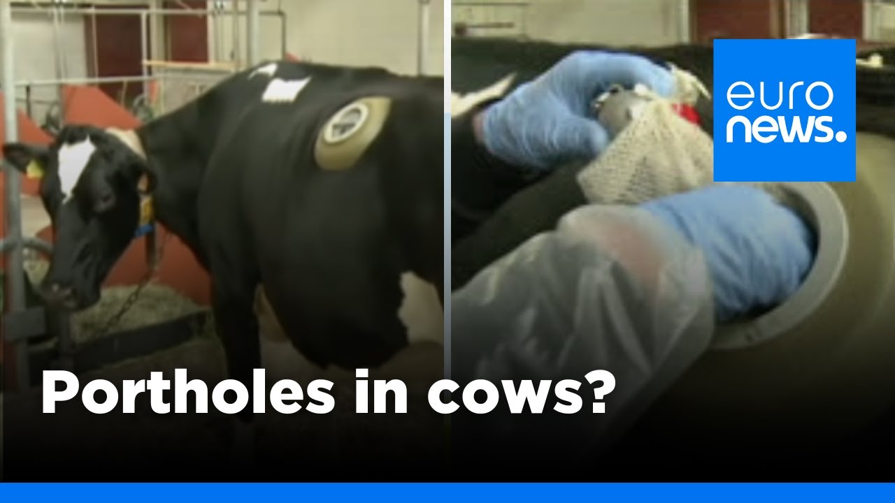 Swiss made: cows fitted with portholes in stomach to test digestion | euronews 🇬🇧