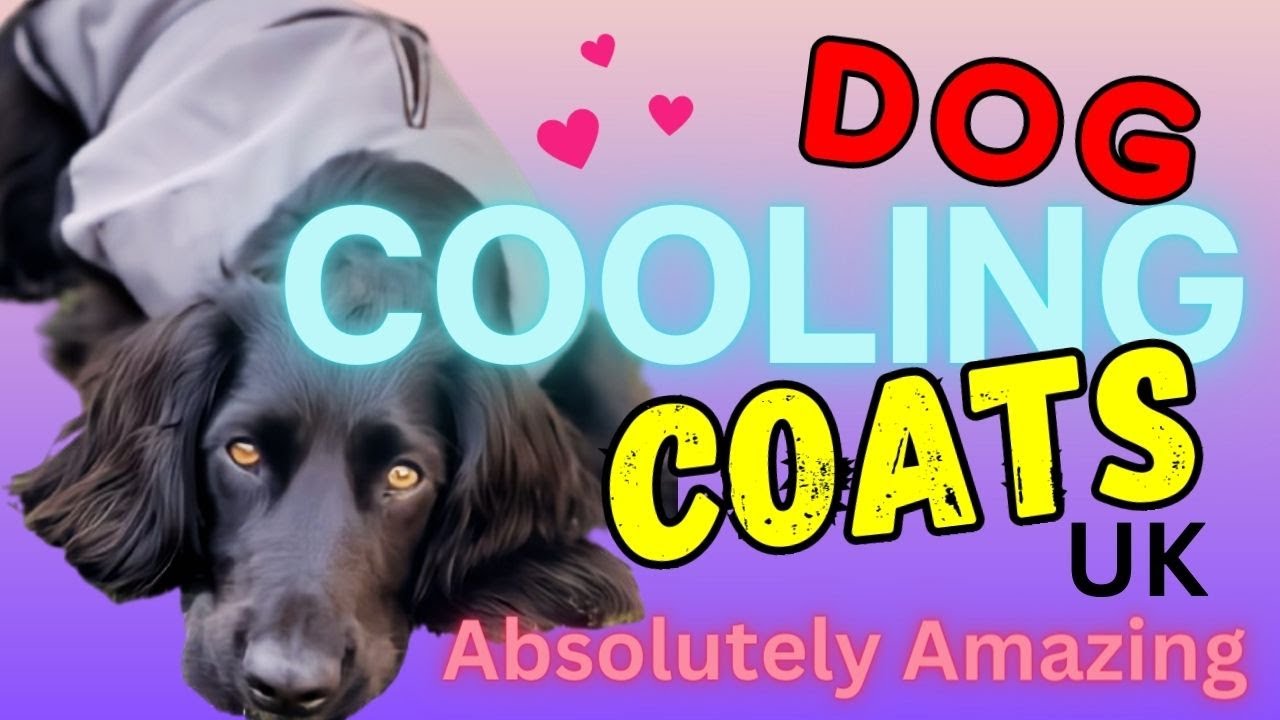 Dog Cooling Coats UK - Absolutely Amazing | Pet Devotion
