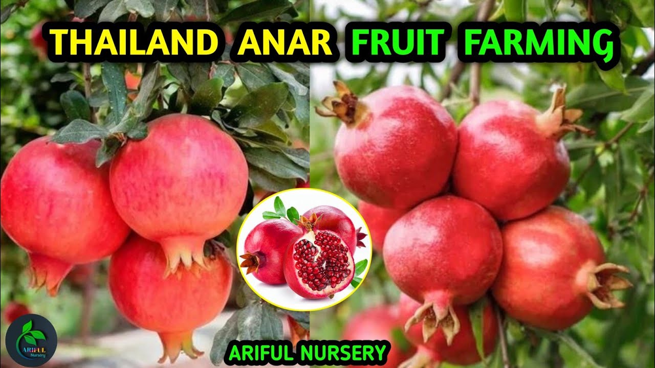 THAILAND ANAR FRUIT FARMING //☎️ 9734307077//ARIFUL NURSERY #anar #facts #garden #shorts