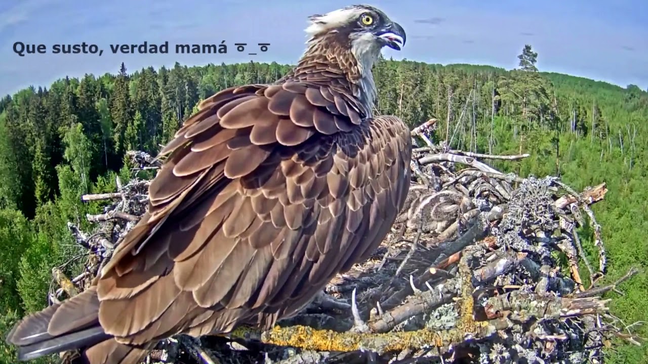 Águila pescadora (Pandiun haliaetus) Ivo&Liris y sus tres maravillosos milagros de la Naturaleza