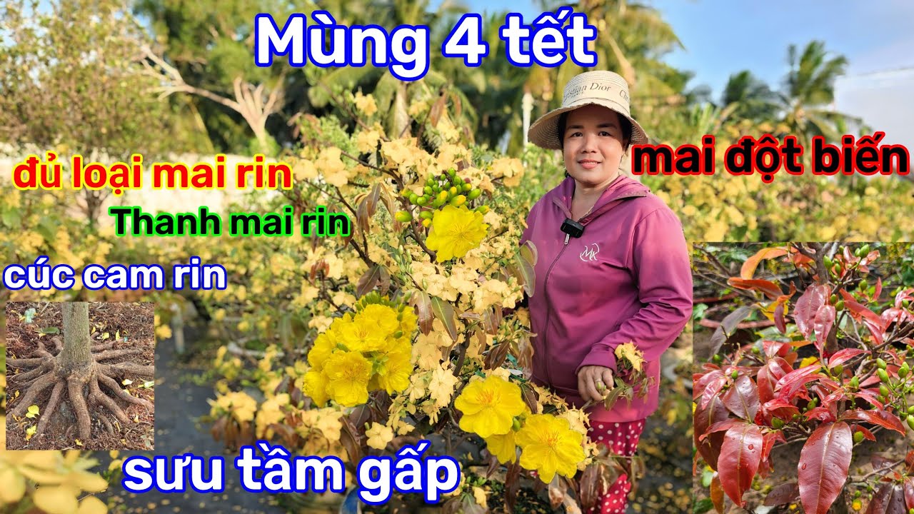 🌲20/2☎️Vườn mai Cô Phương☎️tuyển lô mai rin🌲bông 3-4 lớp cánh🌲bông chùm🌲bông siêu siêu bự 