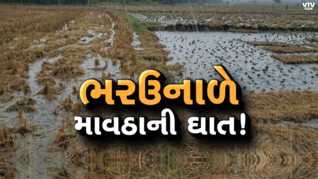 માવઠાનો માર! કમોસમી વરસાદથી પાકને નુકસાન, ખેડૂતોને મોટું નુકસાન | VTV Digital