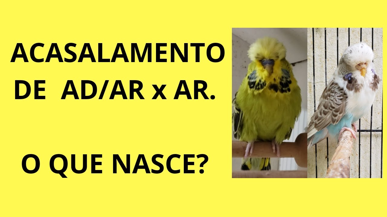 ACASALAMENTO AD/AR (ARLEQUIM DOMINANTE PORTADOR DE AR) COM AR (ARLEQUIM RECESSIVO), O QUE NASCE?