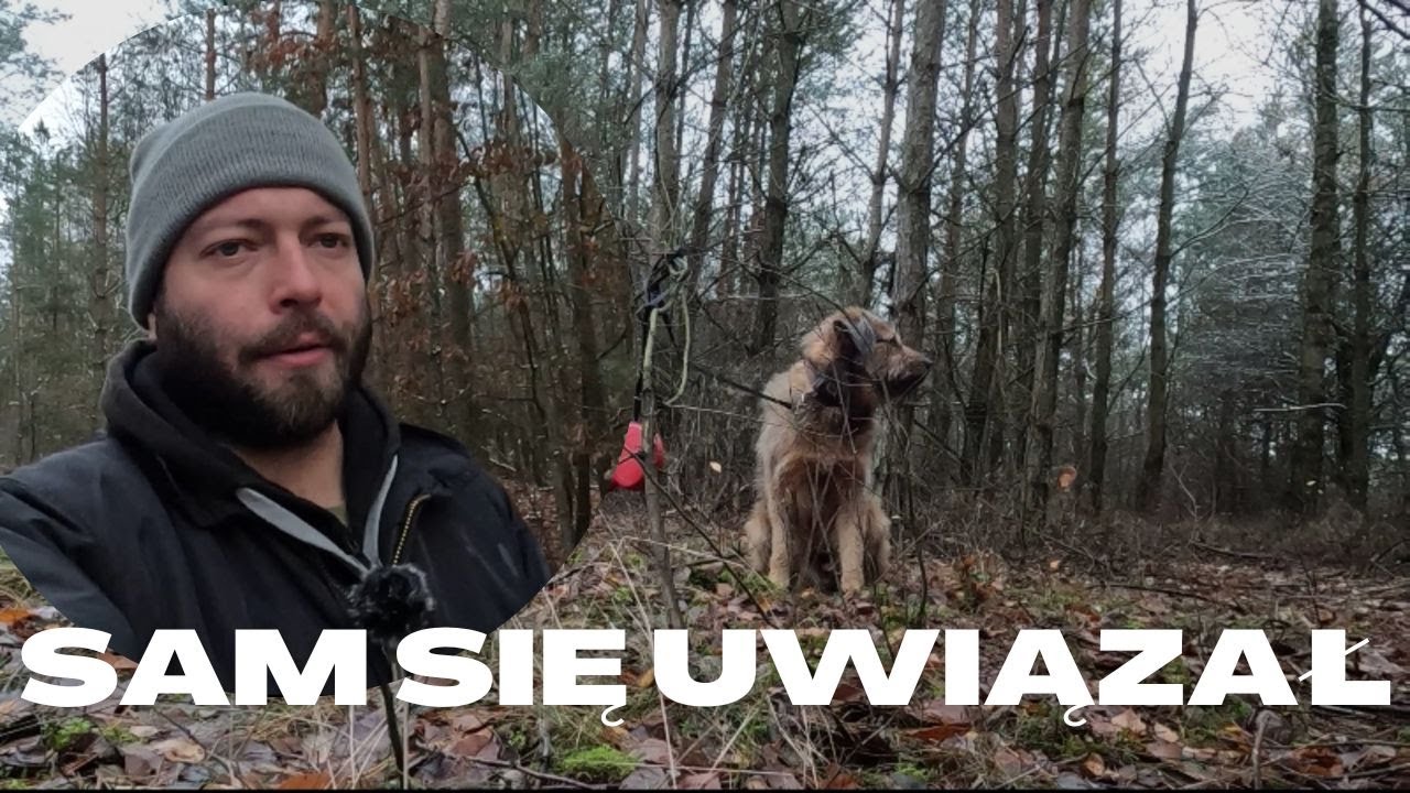 Edziu przywiązany w lesie