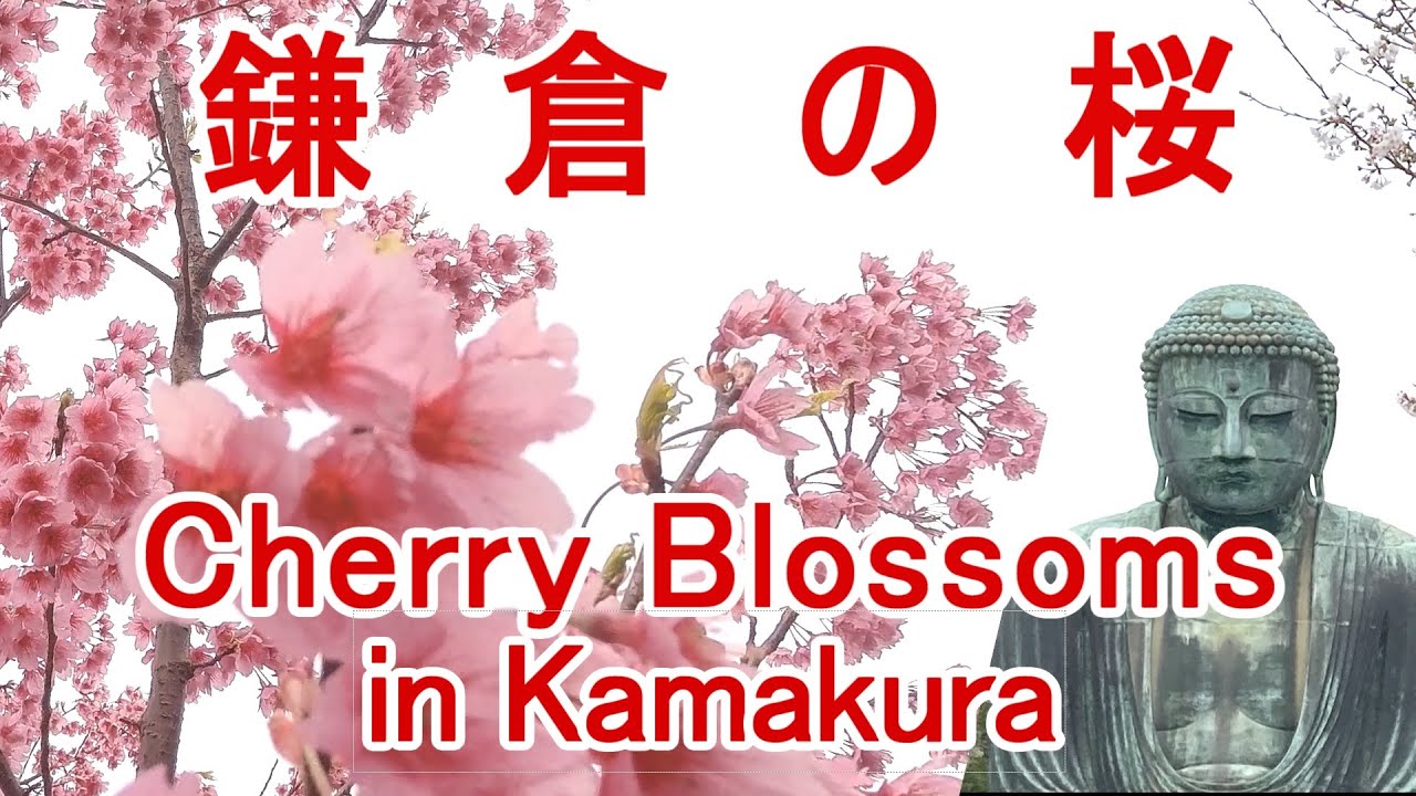 【季節の彩り】鎌倉の桜 🌸 2023 / Cherry Blossoms in Kamakura 2023