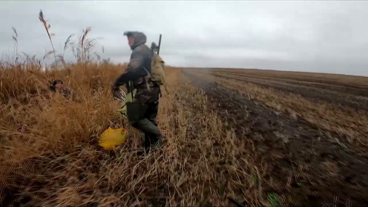 Охота на утку зимой на рисовых чеках (полях)на Кубани  - Краснодарский край. Декабрь 2024.