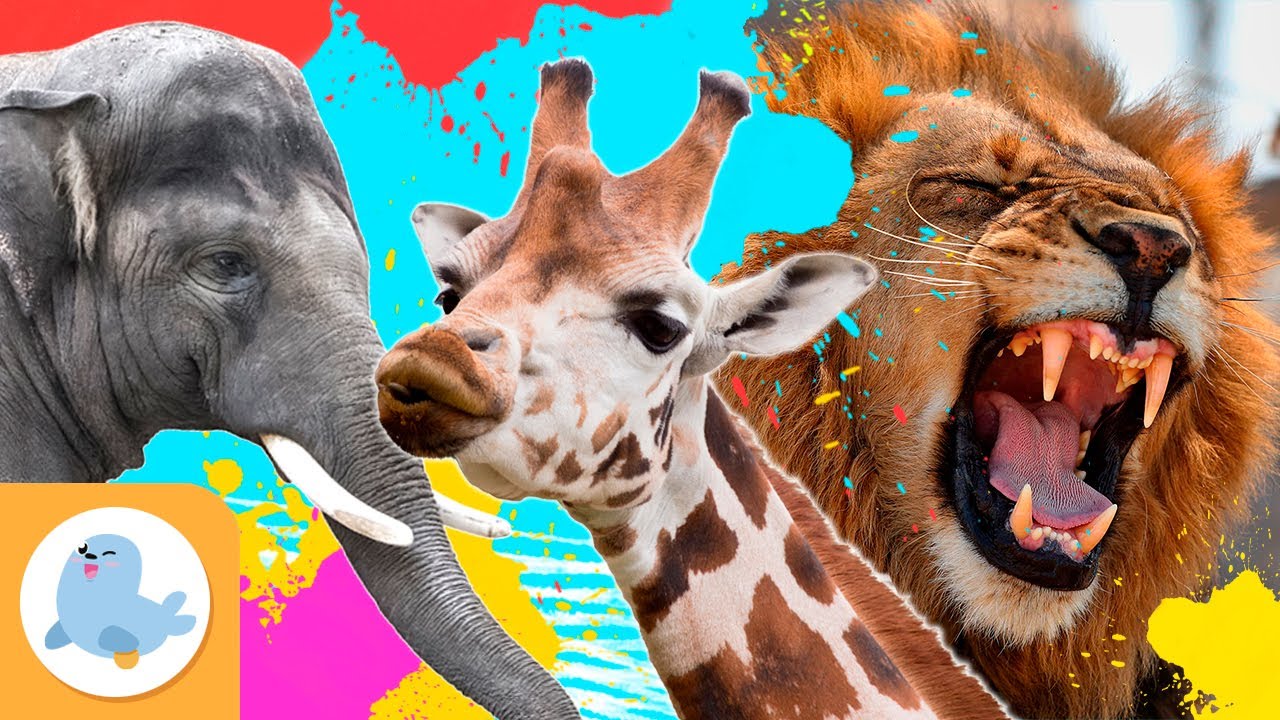 LEÓN, ELEFANTE y JIRAFA  🦁🐘🦒 Animales de la Sabana para niños 🌳 RECOPILACIÓN