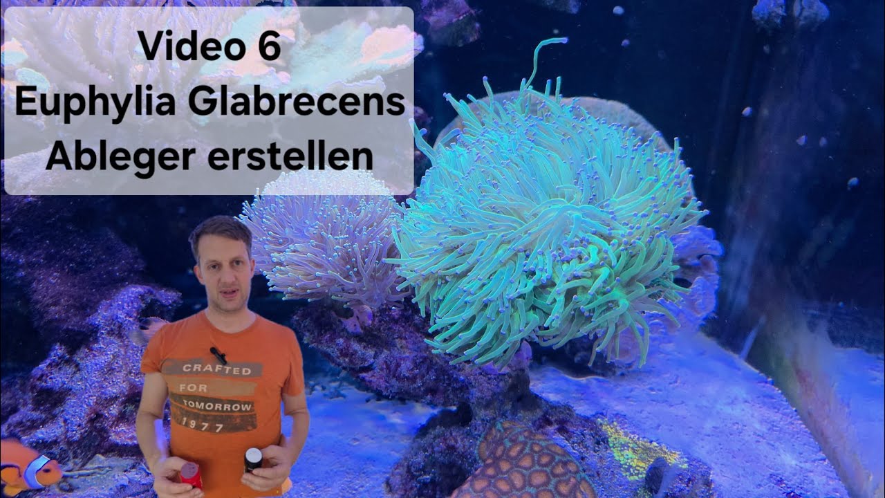 Euphyllia Ableger Video 6