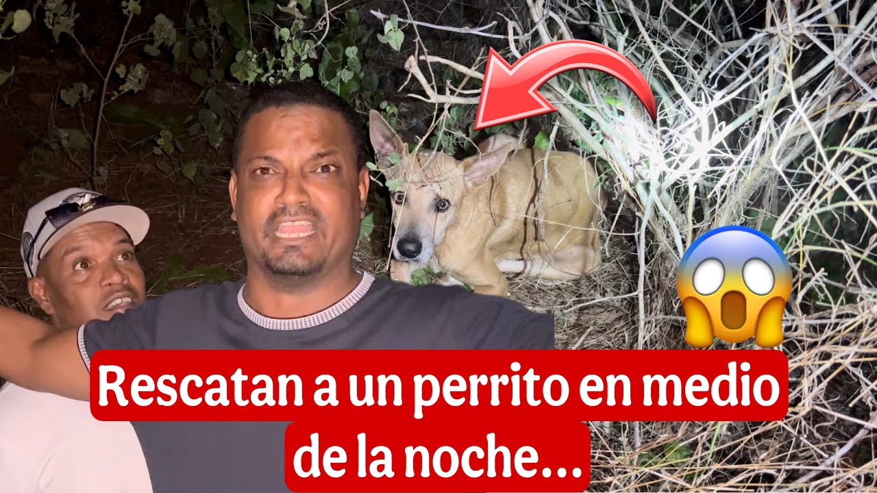 Rescatando a un perrito en medio de la noche. Parte 1