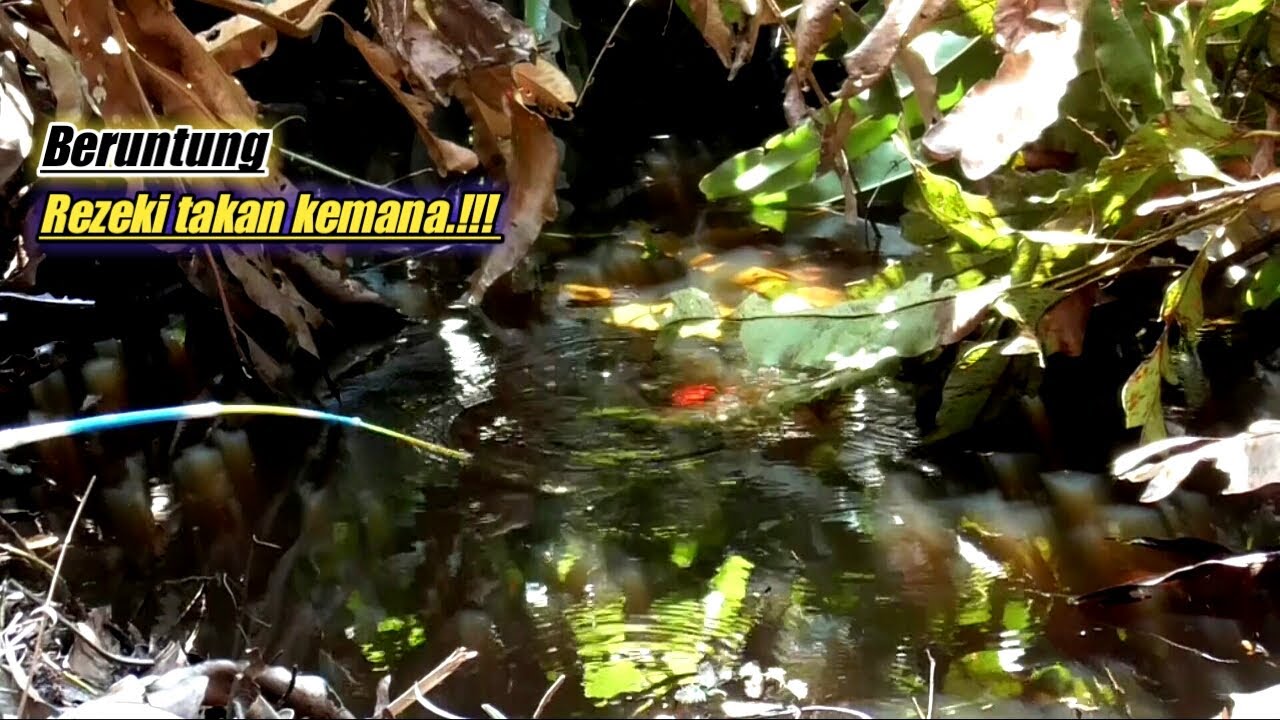 REZEKI.!!! Keberuntungan Mancing di Hutan Pedalaman Sumatra | Mancing Liar #ZM-17