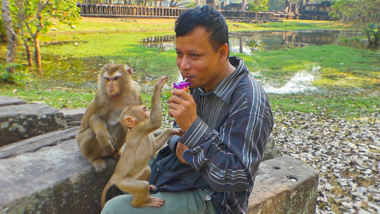 Lynx asking me to share milk with him and a tourist family enjoys taking monkey's pictures