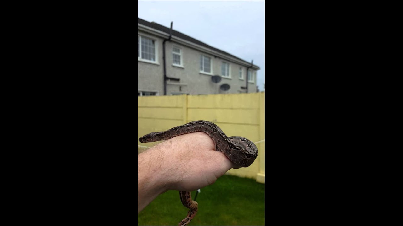 Sonoran dwarf boa