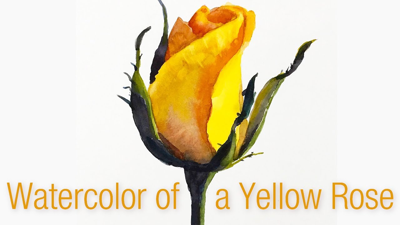 Still Life #87 - Step-by-step watercolor painting of a Yellow Rose Bud
