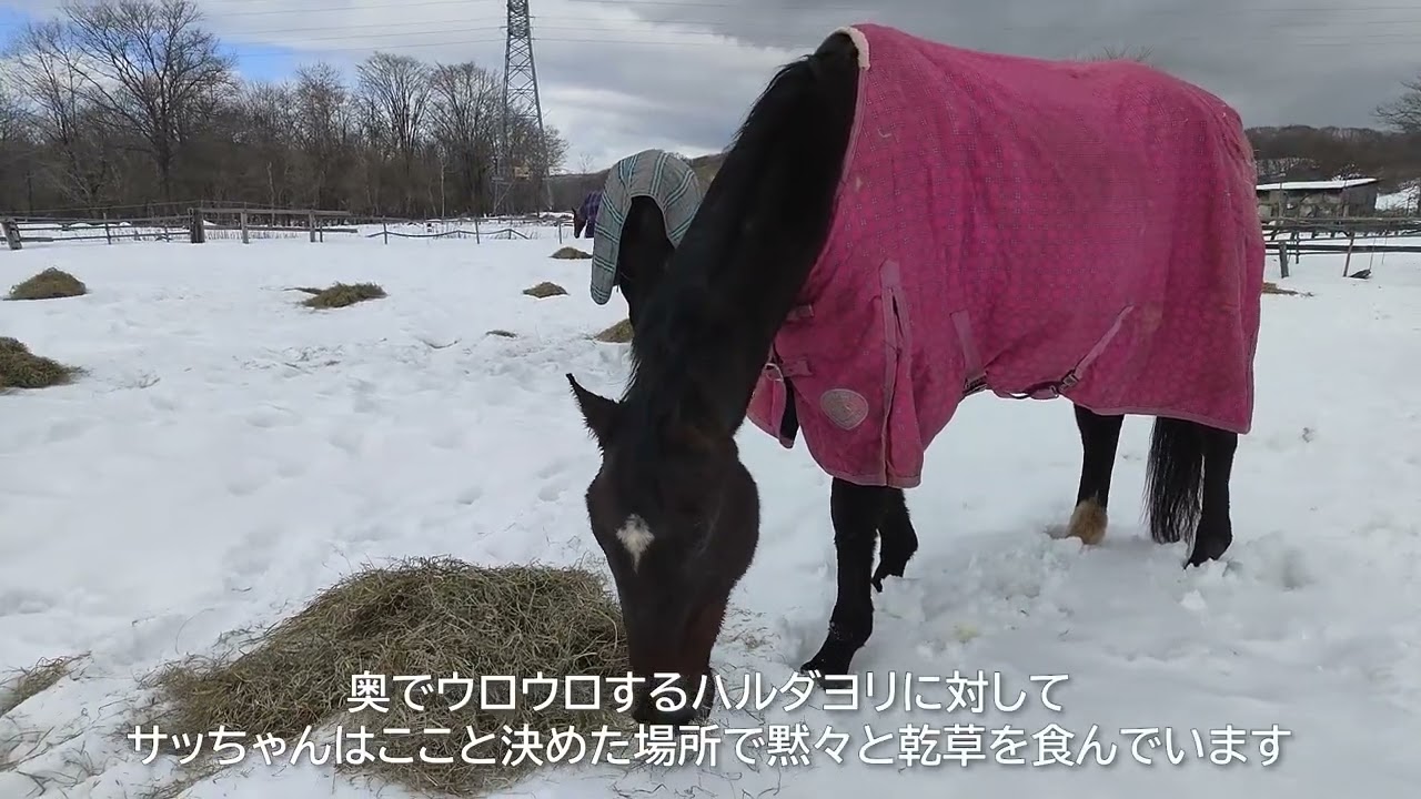 ピンクの馬服に身を包んだサチノスイーティー