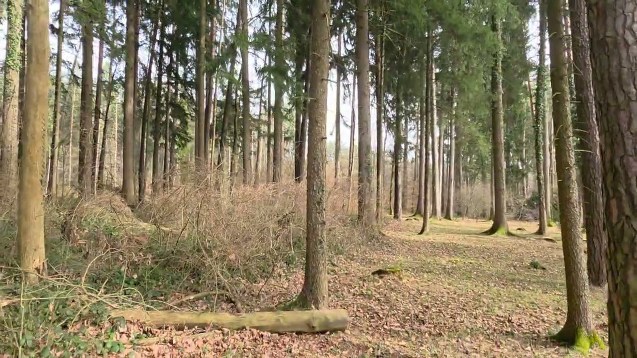 Experience nature ( Live )