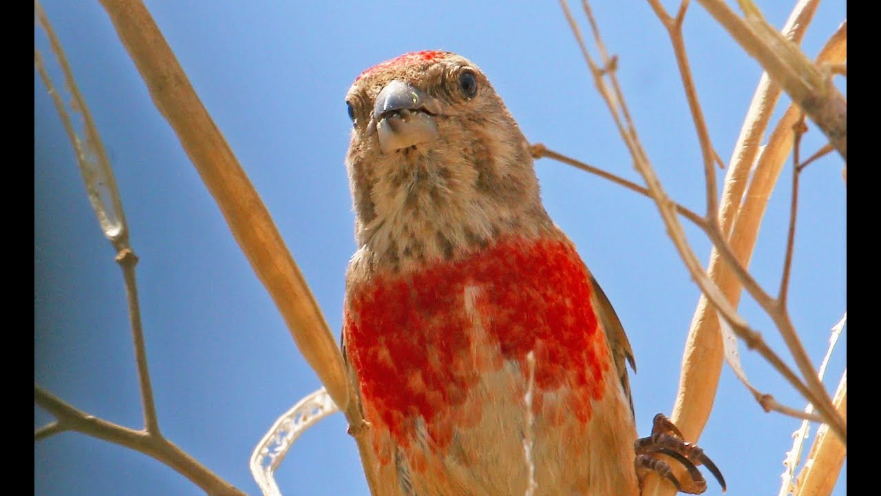 Common linnet (Linaria cannabina) Pintarroxo