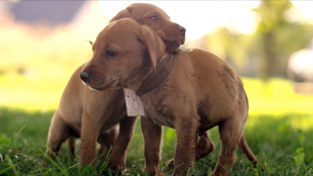 Cute Puppy Race in 4K (ULTRA HD)